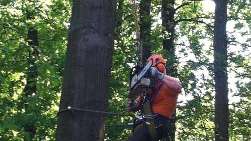 Bomen rooien 's-Heer Hendrikskinderen